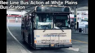 Bee Line Bus action at White Plains Bus Station