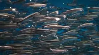 Feesh