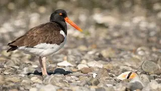 2024 Audubon Alliance for Coastal Waterbirds Returning Monitor Training - Conservation & Education