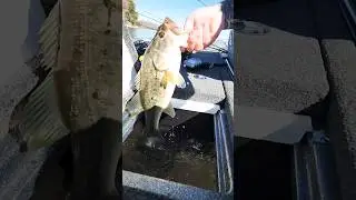 Rise Up!! #shorts #bassfishing #fishing #ditchpanda #bass