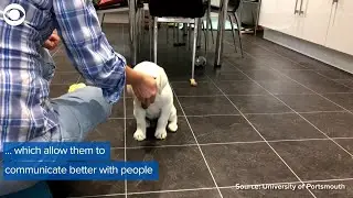 WEB EXTRA: Puppy Dog Eyes