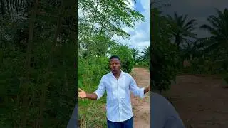 Le moringa une plante aux milles vertus. #Moringa #Plante #Utile