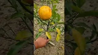 Small tree yields on Alimo rootstock. Sitong