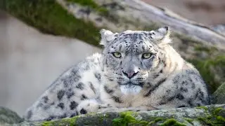 Snow Leopard