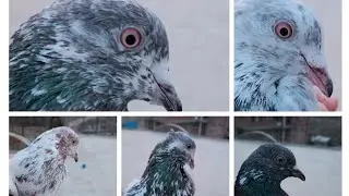 😍best 5 highflyer peigons|| sab se ziyda audne wali kabotaron ka shok 🤩 @Kashmirikubaturbaaz