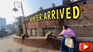 Winter Arrived | Primate Friends | Animal Lover | Monkey feeding | Monkey Kids