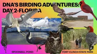 Amelia Island + Fort Clinch #birding V2 Spoonbill Pond NEW LIFE #birds #florida