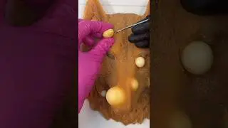 Let&rsquo;s pop the fox 🦊 #asmr #viral #fyp #shorts