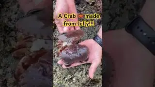 Ever seen a crab without its shell? 👀🦀 Watch this!&rdquo; #fishing #marinelife #seacreatures #beach