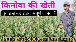 किनोवा की खेती कब और कैसे करें AtoZ जानकारी / Quinoa ki kheti / किनोवा की खेती