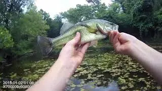 catching a bass on a frog