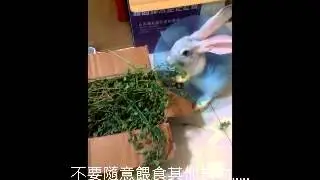 [兔星人]寵物兔小灰 主食苜蓿草