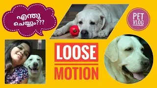 വയറിളകി Lavie | Loose Motion Treatment For Dogs Home Remedies for dogs diarrhoea  Pet Vlog Malayalam