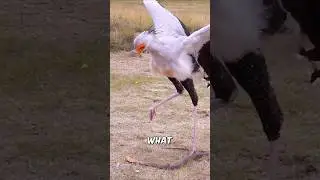 The Secretary Bird &ndash; Snakes Worst Nightmare