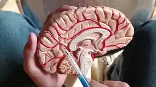 Brain model at ajkmc||models at ajkmc||2nd year mbbs||mbbs in kashmir||muzaffarabad