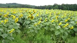 Sunflowers