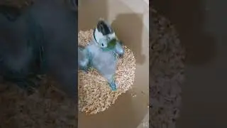 blue gold macaw parrot baby most beautiful bird #shorts #youtubeshorts #trending