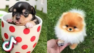 I WANNA FEEL AGAIN TIKTOK COMPILATION | PET EDITION | TRY NOT TO CRY
