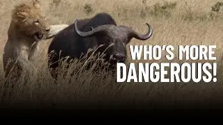 Which is More Dangerous: An African Cape Buffalo or Lions?