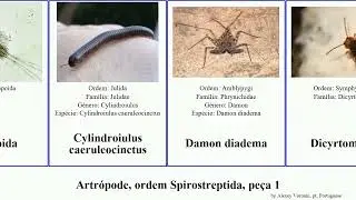Artr&oacute;pode, ordem Spirostreptida, pe&ccedil;a 1 formosa asturias arthropoda fragilis brasiliensis perfecta