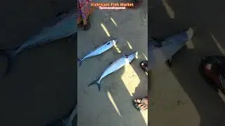 11.10.2025-നെയ്മീനിന്റെ വില നോക്കാം-246🐟#vizhinjam #fish #auction #shorts #fishmarket #kingfish