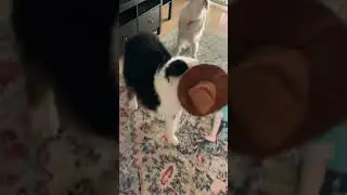 Smart dogs are cute and funny 2021#shorts