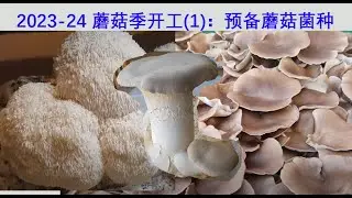 2023-24年度蘑菇季：今年要种的新品种；也谈蘑菇菌种周年管理 (20231010)