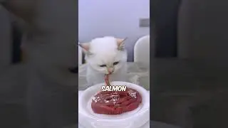 Understanding Your Cat&rsquo;s Food Preferences