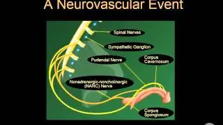 Erectile Dysfunction:  Overview and Causes