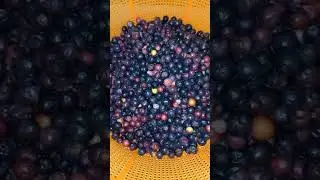 falsa fruit  #shorts #ytshorts