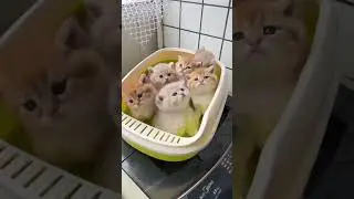 6 Cute Angora Kittens