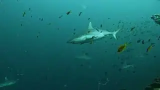 Grey Reef Shark in the Maldives