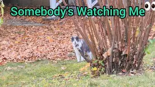 Cattivity - Strange Stalker Cat 🐈 