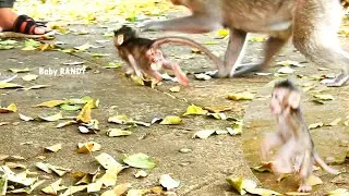 Ah.! Super RANDY Baby Monkey Run Rapidly toward to human for playing with him