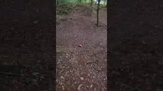 Extremely Cheap 1/12 RC Crawler Hits The Trails #rc #rccrawler #banggood #rccars #rc4wd