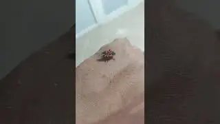 حشرة النار  / fire bug / gendarme insecte/ Pyrrhocoris apterus