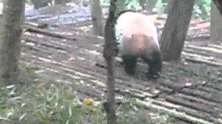Panda at the Chengdu Panda research center