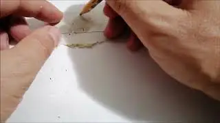 Miexner test for Amatoxins with Fatal Dapperling (Lepiota subincarnata)