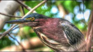 Green Heron Extreme Close Up