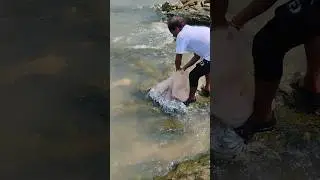 Small fish fishing in river🎣 || Mahanadi Hirakud dam odisha india|| #shorts #viral#youtube#trending!