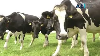 AEI Solar PV for dairy farm