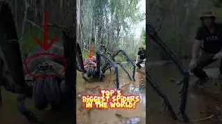 Top 3 Biggest Spiders in the World, and the Last one will Blow your Mind!😲