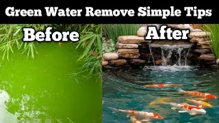 Fish Pond से हरा पानी कैसे निकाले | How To Remove Green Water Easily!