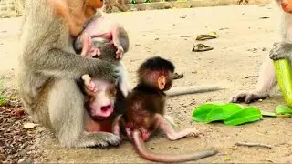 Oh Great Show!, Super Funny Animals of Amara Family Monkey