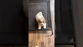 Cavachon Puppy Training