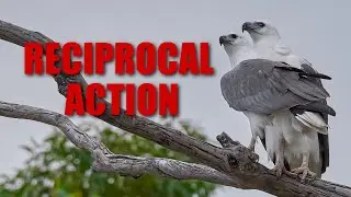 Reciprocal Action