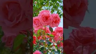 Mesmerizing Flower Gardens: Discover the Beauty of Vibrant Blooms | #shorts