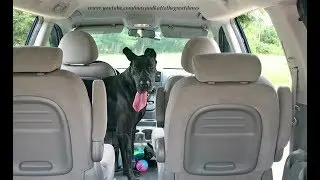 Happy Great Dane Wants To Go For a Car Ride