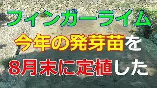 フィンガーライム苗を8月末に定植