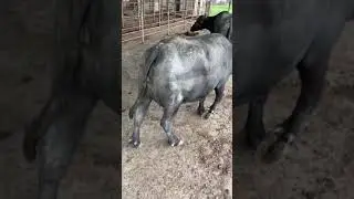 Bufalas Reci&eacute;n Paridas